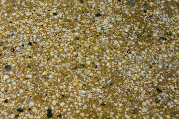 Background of the many sea shells. Natural pattern