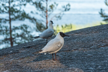 Black-headed gull in its natural habitat