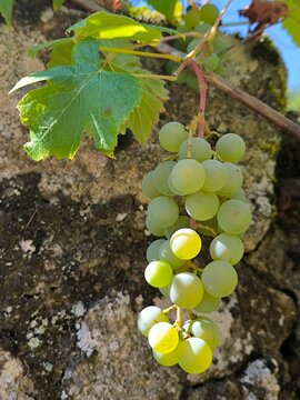 Uvas en vi&ntilde;a I