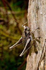 Gemeine Strauchschrecke // Dark bush-cricket (Pholidoptera griseoaptera)