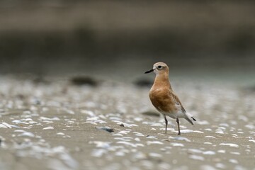 Red Breasted Dotterel on a sandy beach