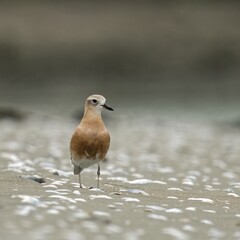 Red Breasted Dotterel on a sandy beach