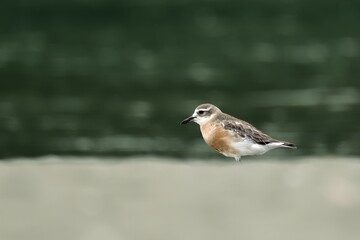 Red Breasted Dotterel on a sandy beach