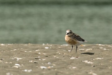 Red Breasted Dotterel on a sandy beach