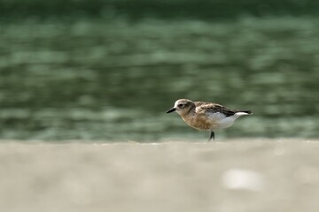 Red Breasted Dotterel on a sandy beach