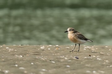 Red Breasted Dotterel on a sandy beach