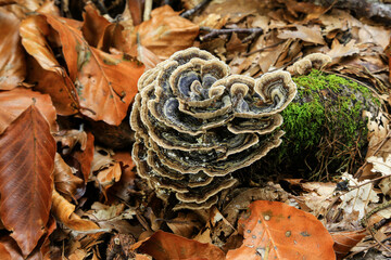 Image of tinder fungus (Fomes fomentarius), which attacks trees, especially beech, and causes white rot on the tree.
