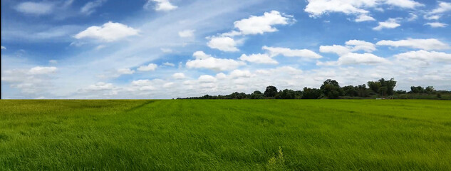 green field and blue sky