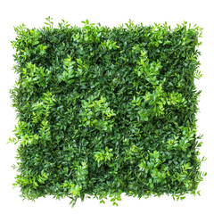 Obraz premium Green plant wall panel isolated on transparent background.