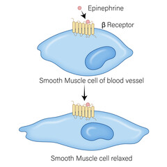 Mechanism of Smooth Muscle Cell Relaxation: Beta Receptor Binding to Epinephrine and Its Effects on Muscle Contraction