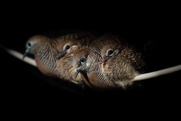 Zebra dove family sleeping at night.