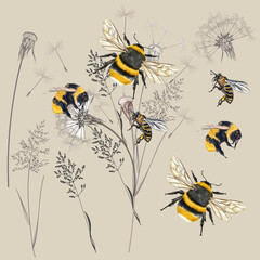 Collection of vector high realistic bumblebee insects with wild dry meadow plants