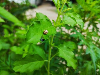 Ladybug pupa on a green leaf 
