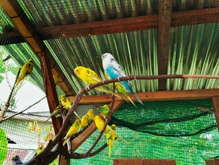Budgie birds sitting on a branch