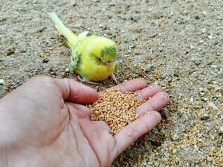 Budgie bird eating a millet seed on human hand