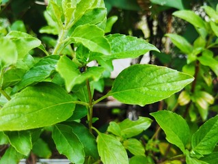 An insect sitting on a green leaf 