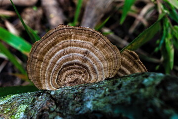 Fungi on a forest floor in the fall while surrounded by brown leaves, sticks, and green grass.