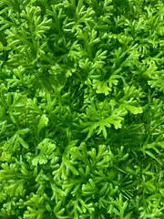 Vibrant Green Selaginella: A Lush Foliage Close-Up, selaginella plant leaves background.