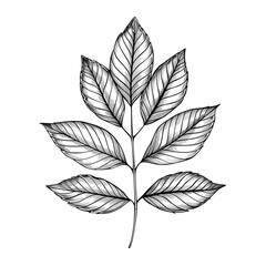  Beautiful rowan leaf black and white drawing illustration isolated on transparent background