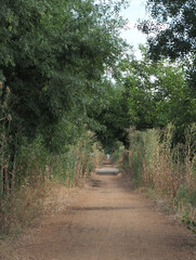 Camino