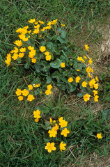 Cafthas palustris, Populage des marais