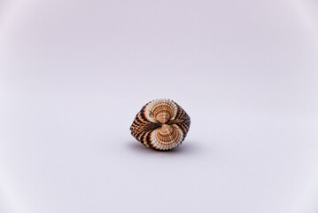 shell, isolated, clam, background, mollusk, shells, cockle, bivalve, cockle shells, animals, white, sea, coast, beach, bivalvia, case, close, conche, empty, macro, mollusc, colorful, natural, nature.