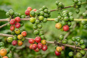 caféier d'Arabie, café, plantation, Coffea arabica, Tanzanie