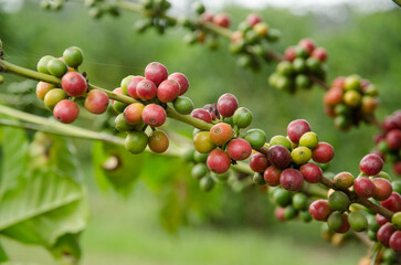 caféier d'Arabie, café, plantation, Coffea arabica, Tanzanie