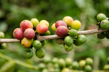 caféier d'Arabie, café, plantation, Coffea arabica, Tanzanie