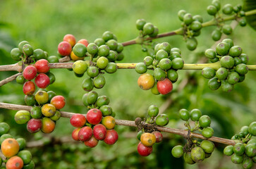 caféier d'Arabie, café, plantation, Coffea arabica, Tanzanie