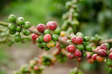 caféier d'Arabie, café, plantation, Coffea arabica, Tanzanie
