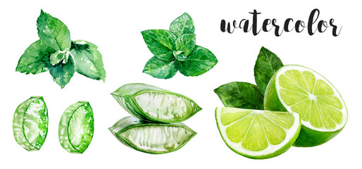 Hand-Painted Watercolor Lime, Mint, and Aloe Botanical Illustration © cosmicanna