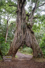 Ficus geant, Parc national d'Arusha, Mont Meru, Tanzanie