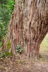Ficus geant, Parc national d'Arusha, Mont Meru, Tanzanie