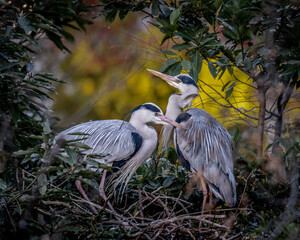 Grey heron couple at nest in the wild