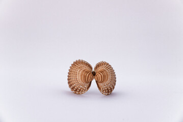 shell, isolated, clam, background, mollusk, shells, cockle, bivalve, cockle shells, animals, white, sea, coast, beach, bivalvia, case, close, conche, empty, macro, mollusc, colorful, natural, nature.