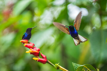 Velvet-purple Coronet (Boissonneaua jardini), fighting, in flight, 4K resolution, best Ecuador humminbirds 