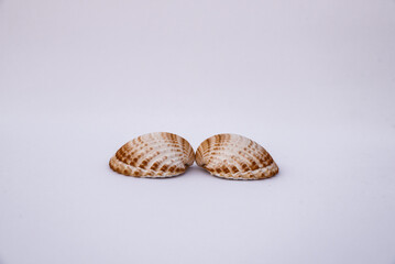 shell, isolated, clam, background, mollusk, shells, cockle, bivalve, cockle shells, animals, white, sea, coast, beach, bivalvia, case, close, conche, empty, macro, mollusc, colorful, natural, nature.
