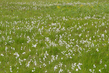 The meadow with Eriophorum vaginatum, the hare's-tail cottongrass, tussock cottongrass, or sheathed...