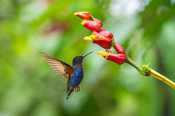 Velvet-purple Coronet (Boissonneaua jardini), fighting, in flight, 4K resolution, best Ecuador humminbirds 