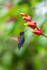 Velvet-purple Coronet (Boissonneaua jardini), fighting, in flight, 4K resolution, best Ecuador humminbirds 