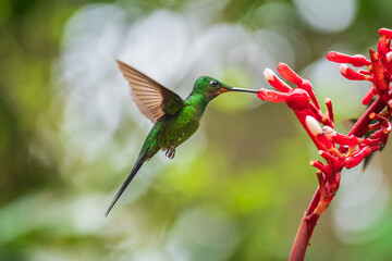 Green-crowned brilliant hummingbird (Heliodoxa jacula) in flight, photographed in Ecuador cloud forest. © Miroslav Srb