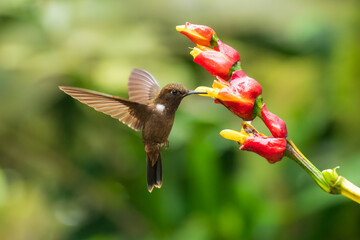 Brown inca (Coeligena wilsoni) in flight is a species of hummingbird found in forests between 1000 and 2800 m along the Pacific slope of the Andes from western Colombia to southern Ecuador. 4K 