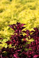 bright red flowers in the garden