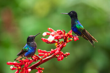 Velvet-purple Coronet (Boissonneaua jardini), fighting, in flight, 4K resolution, best Ecuador humminbirds 