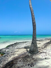 Fototapeta premium tree on the beach