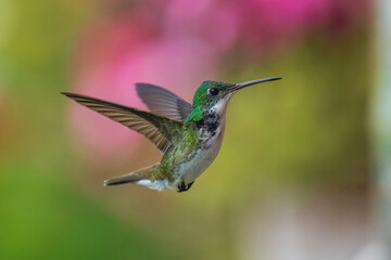 Fototapeta premium The Andean emerald (Uranomitra franciae), hummingbird, green and white bird found at forest edge, woodland, gardens and scrub in the Andes of Colombia, Ecuador.