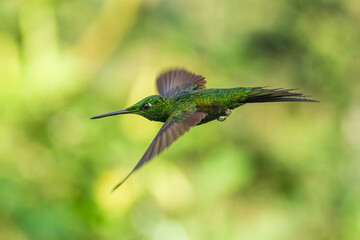 Empress Brilliant, Heliodoxa imperatrix in flight, Impressive hummingbird of Andean cloud forest in northwestern Ecuador and western Colombia.