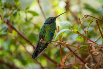 Fototapeta premium The lesser violetear (Colibri cyanotus), also known as the mountain violet-ear, is a medium-sized, metallic green hummingbird 