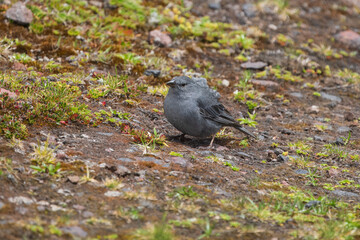 Plumbeous Sierra Finch - Geospizopsis unicolor in Antisana national park, Ecuador, Andes